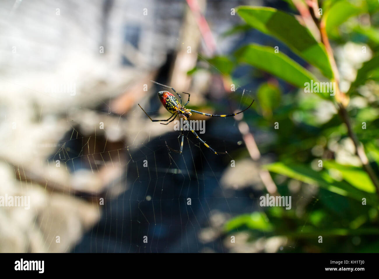 Circolare web spider Foto Stock