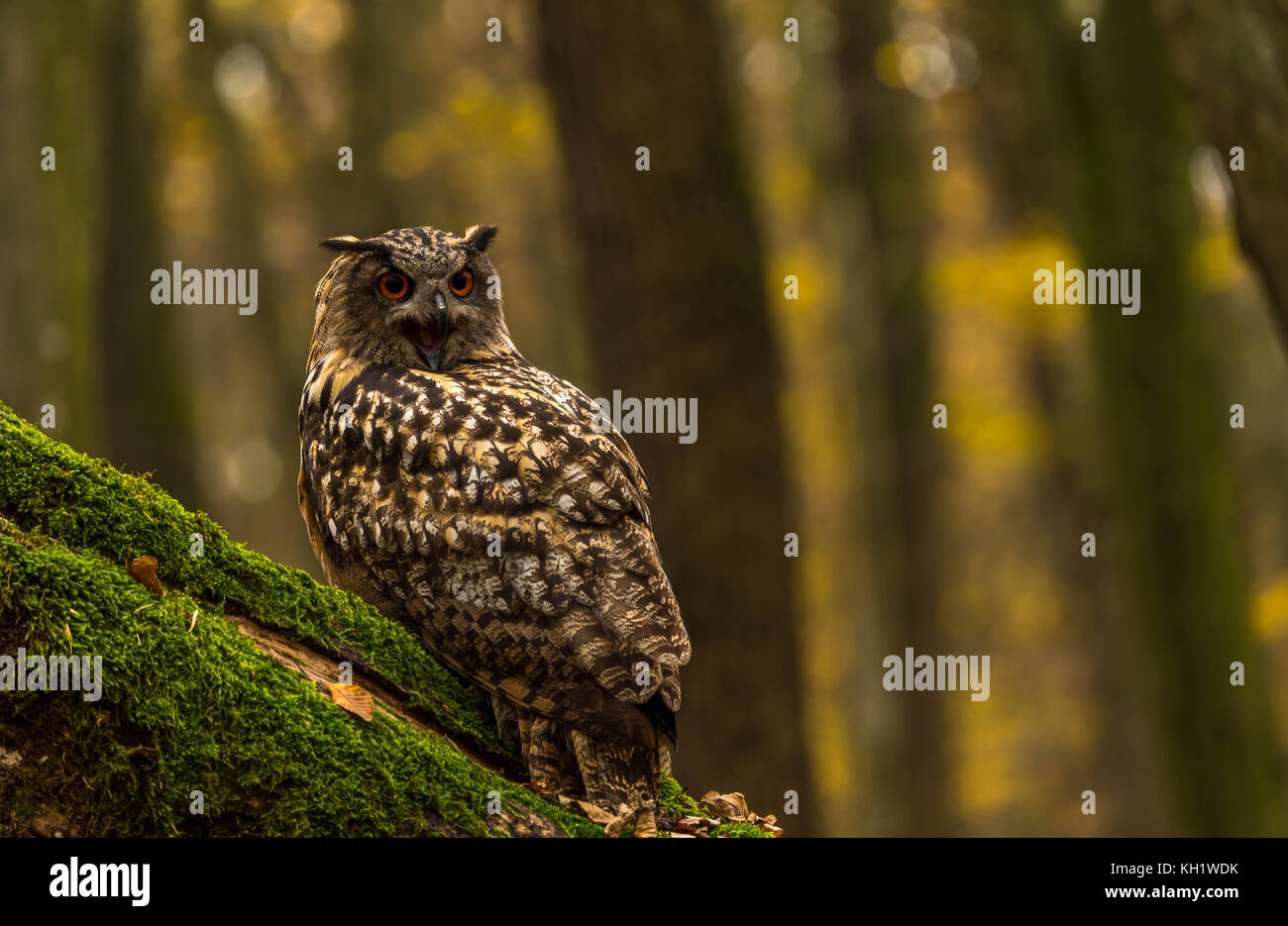 Un captive Gufo Reale sui motivi di un Bosco in autunno. Foto Stock