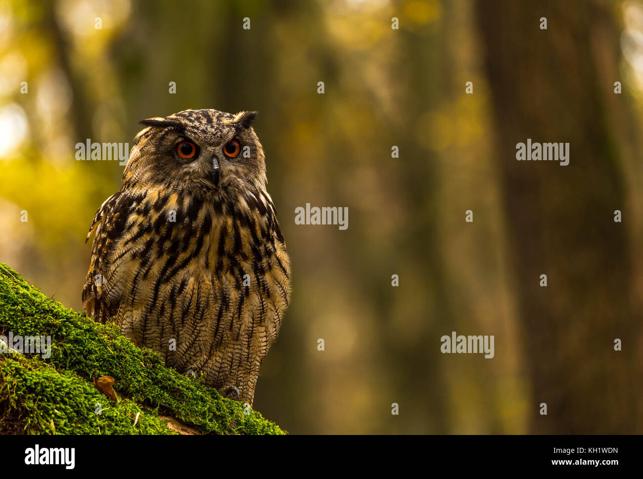 Un captive Gufo Reale sui motivi di un Bosco in autunno. Foto Stock