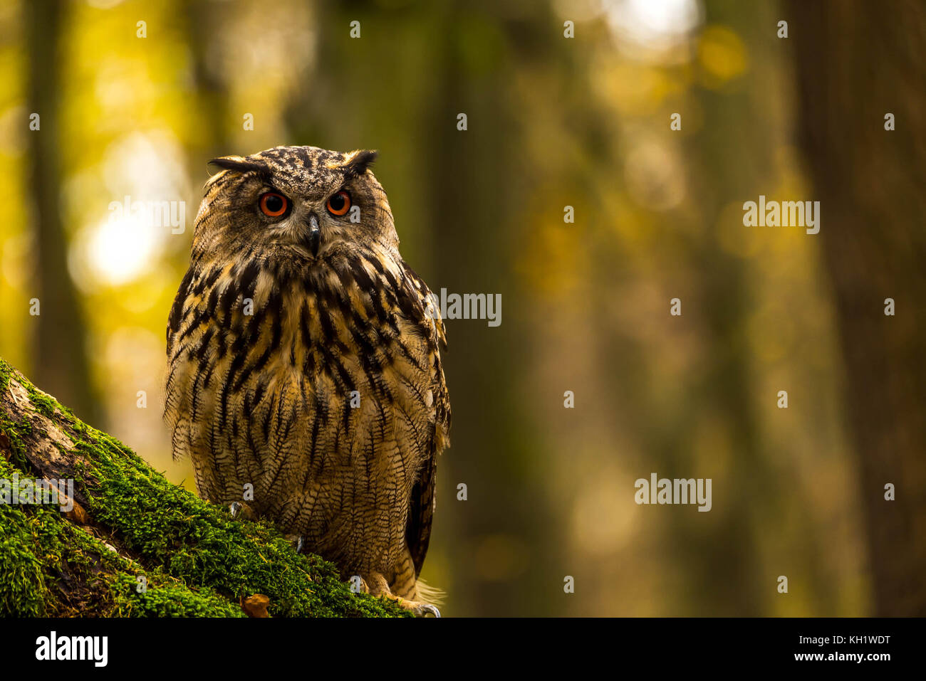 Un captive Gufo Reale sui motivi di un Bosco in autunno. Foto Stock