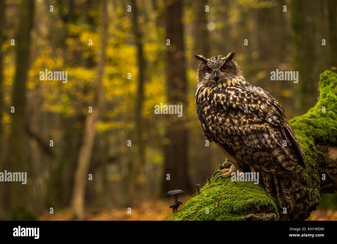 Un captive Gufo Reale sui motivi di un Bosco in autunno. Foto Stock