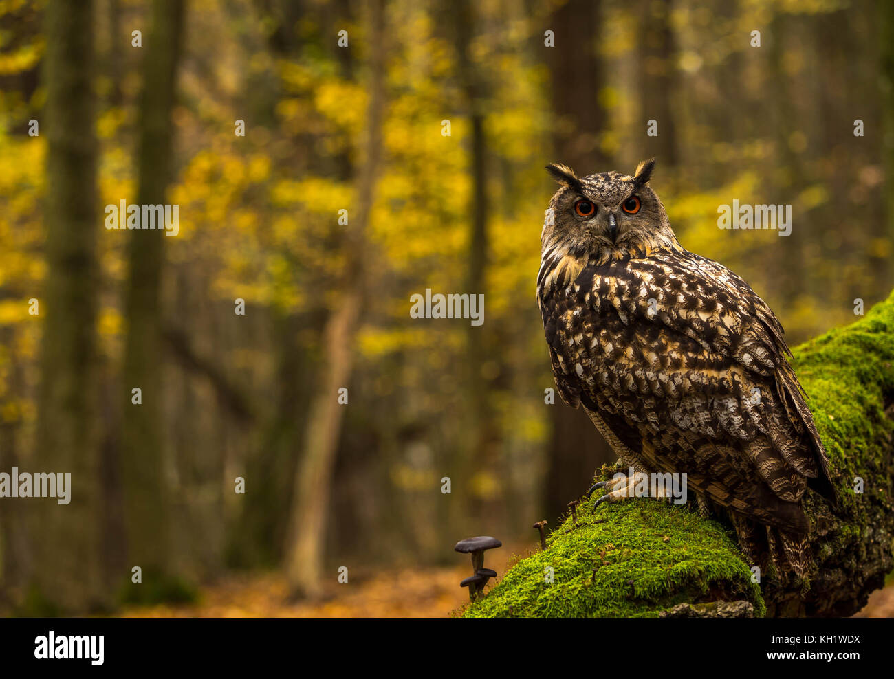 Un captive Gufo Reale sui motivi di un Bosco in autunno. Foto Stock