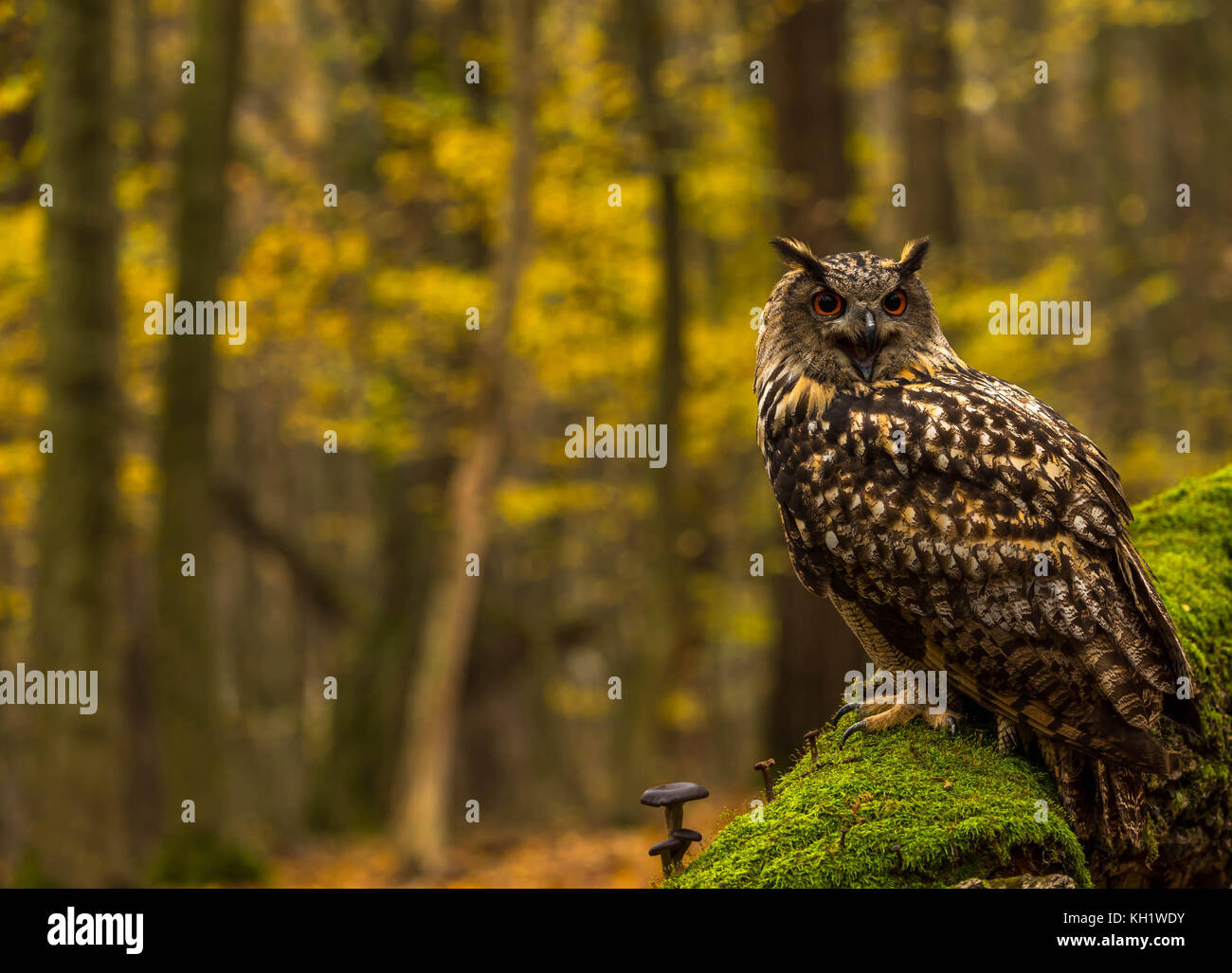 Un captive Gufo Reale sui motivi di un Bosco in autunno. Foto Stock