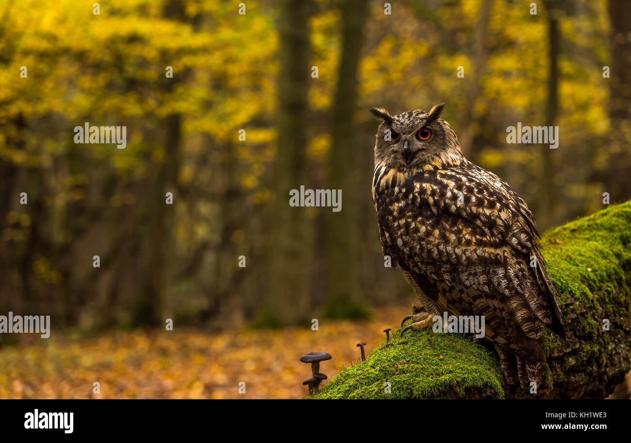 Un captive Gufo Reale sui motivi di un Bosco in autunno. Foto Stock