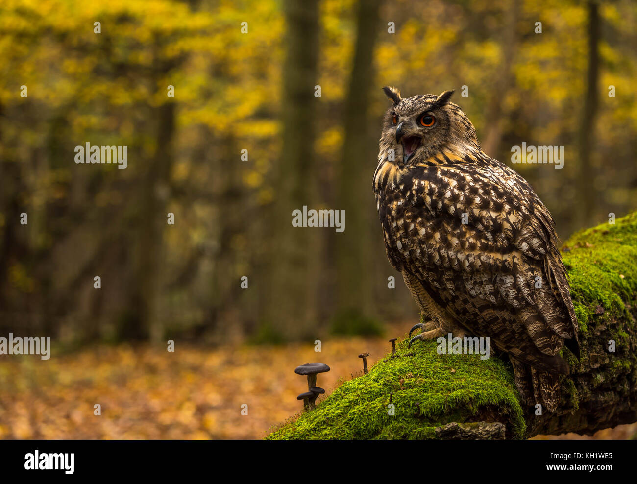 Un captive Gufo Reale sui motivi di un Bosco in autunno. Foto Stock