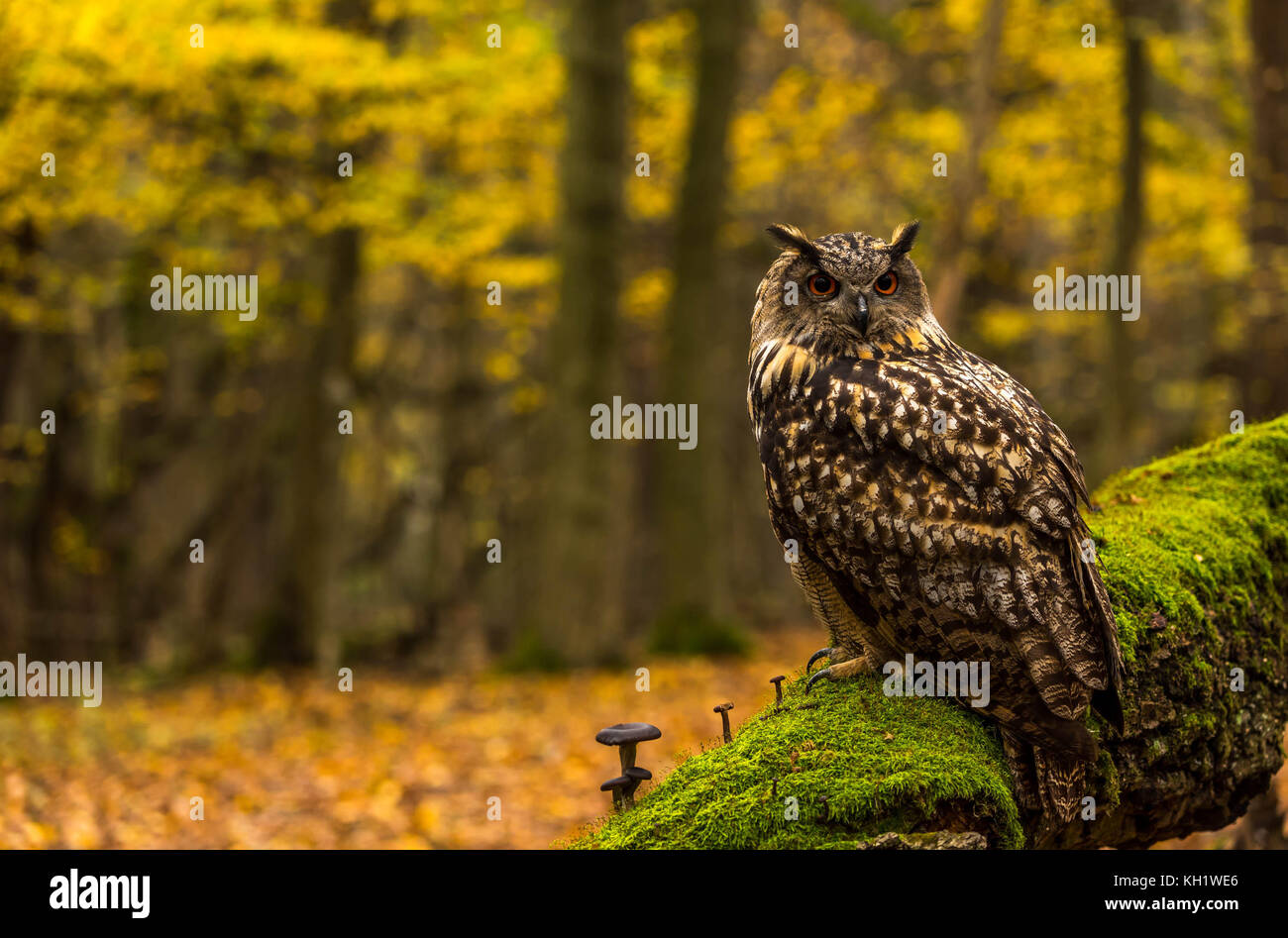 Un captive Gufo Reale sui motivi di un Bosco in autunno. Foto Stock