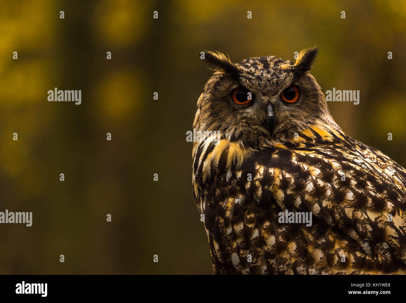 Un captive Gufo Reale sui motivi di un Bosco in autunno. Foto Stock