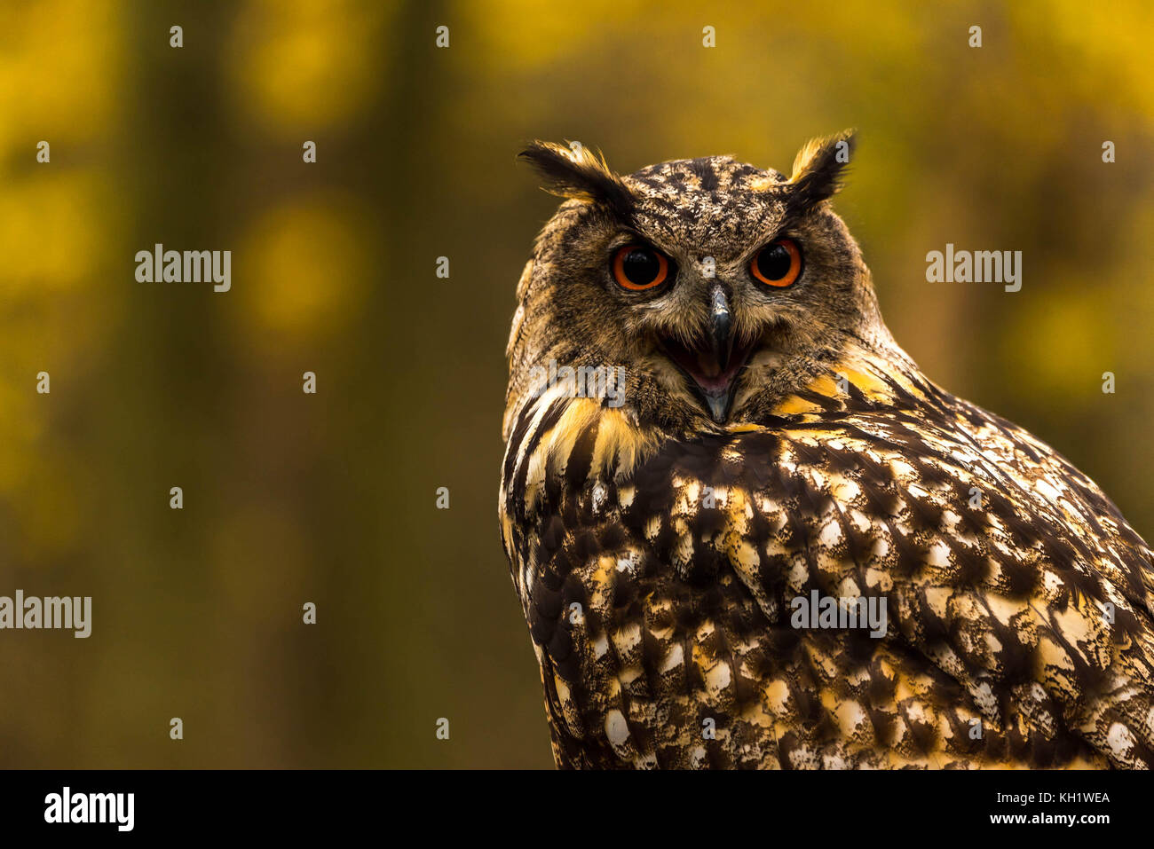 Un captive Gufo Reale sui motivi di un Bosco in autunno. Foto Stock