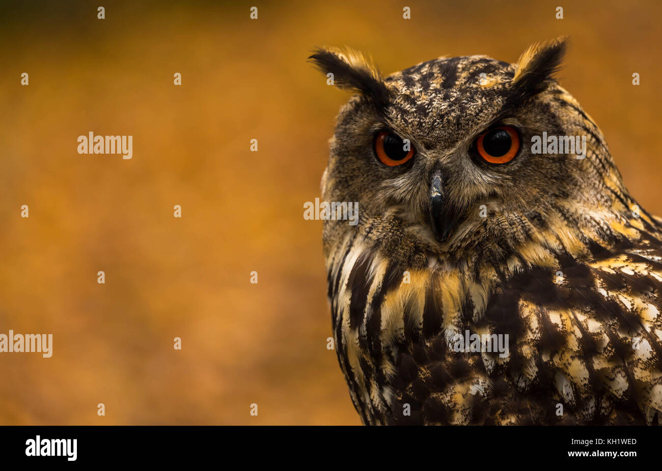 Un captive Gufo Reale sui motivi di un Bosco in autunno. Foto Stock