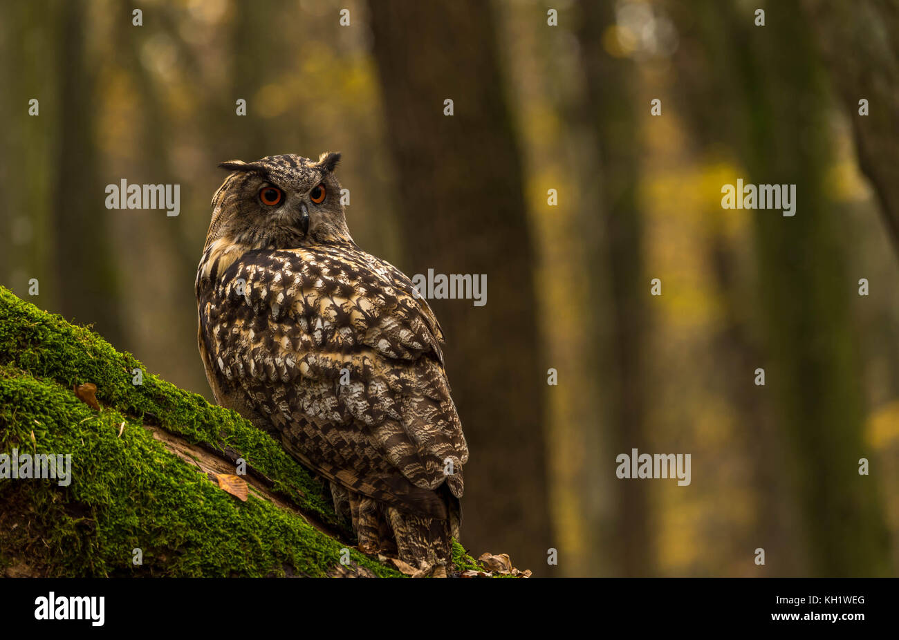 Un captive Gufo Reale sui motivi di un Bosco in autunno. Foto Stock