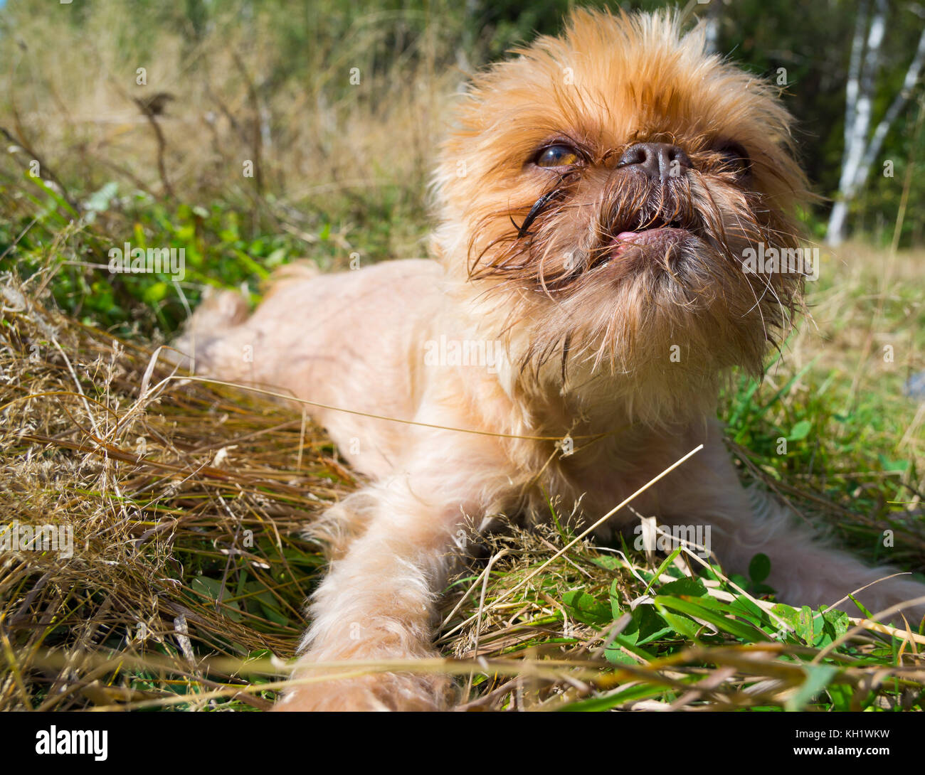 Ritratto di cane Razza griffon buxellois Foto Stock