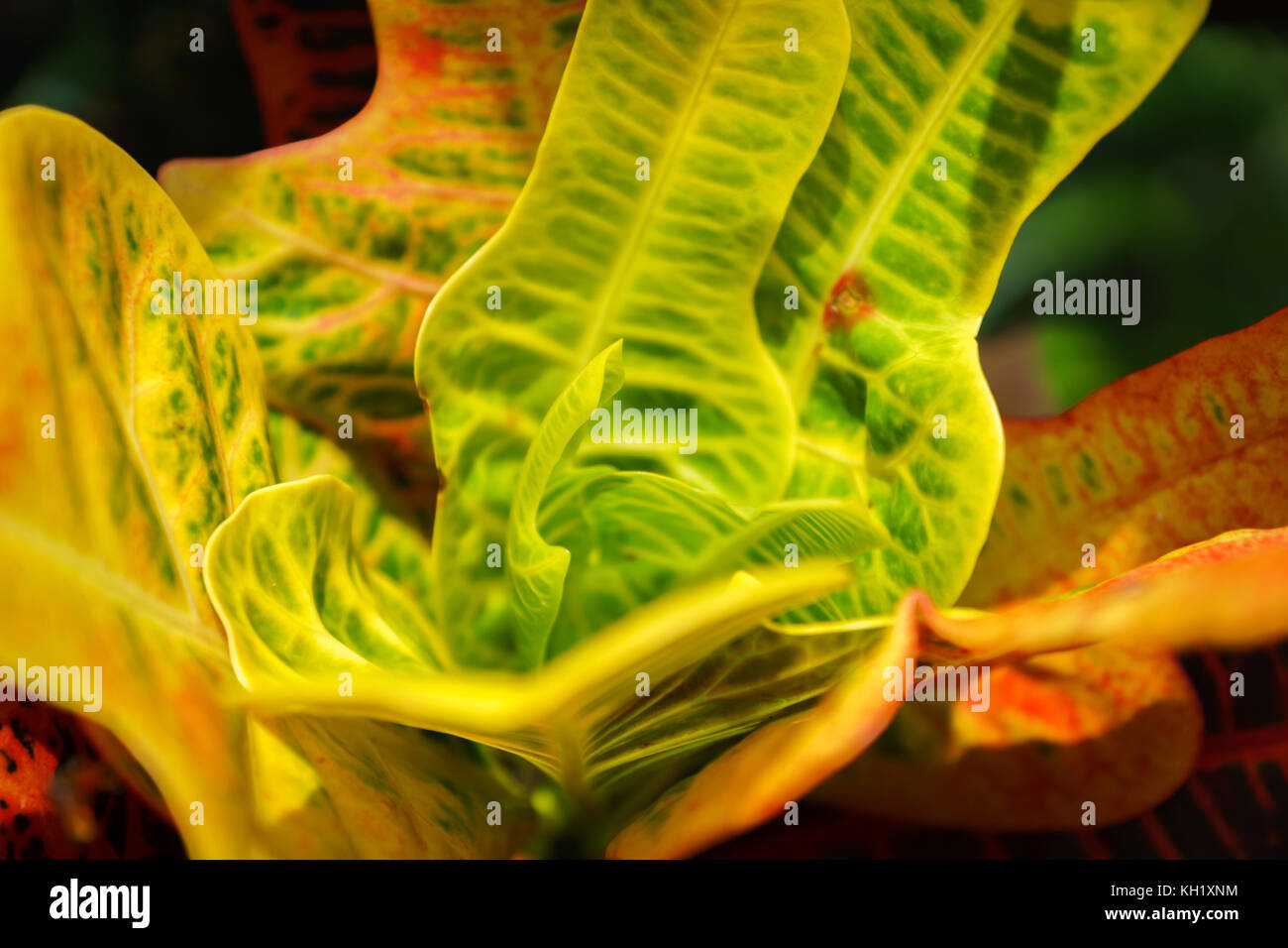 Esotiche piante / foglie con colori psichedelici close-up - immagine astratta Foto Stock