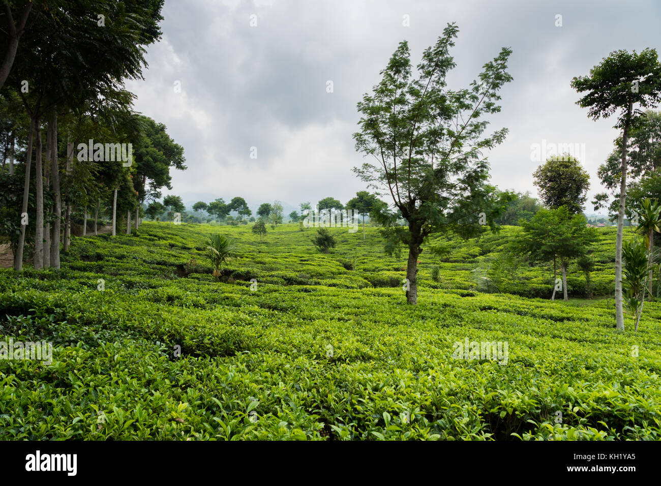 Le piantagioni di tè del paesaggio in west java, INDONESIA Foto Stock
