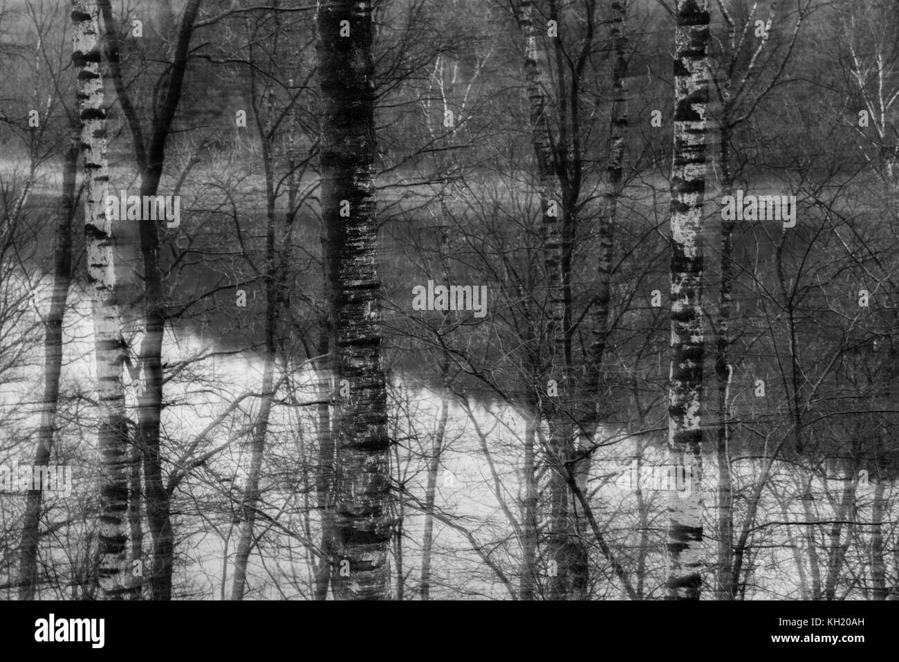 Foresta Vicino a un lago con alberi di fading Foto Stock