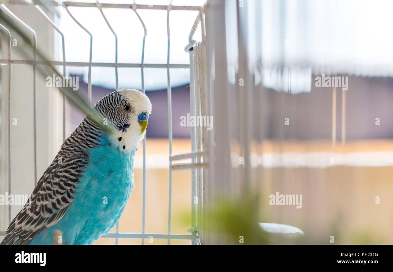 In gabbia interna maschio blu parrocchetto bird, primo piano Foto Stock