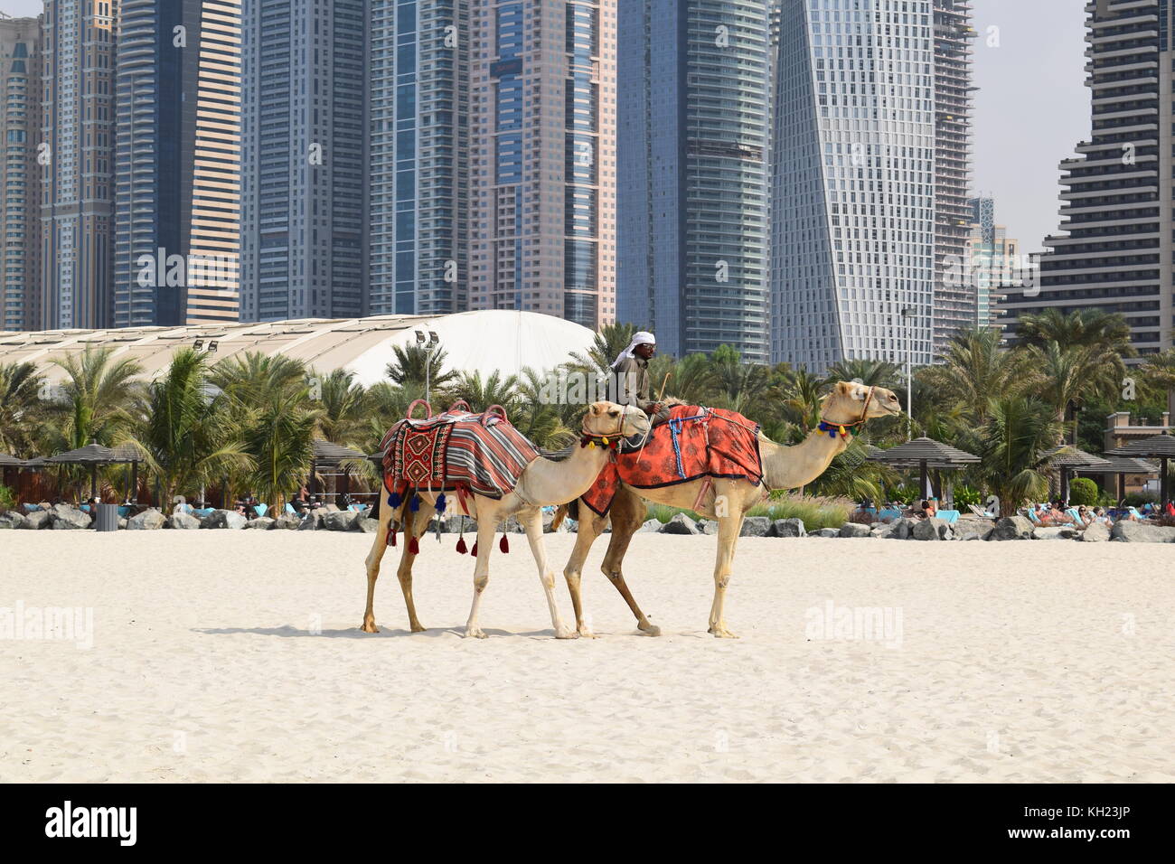 Cammelli sulla spiaggia di Dubai con edifici moderni in background Foto Stock