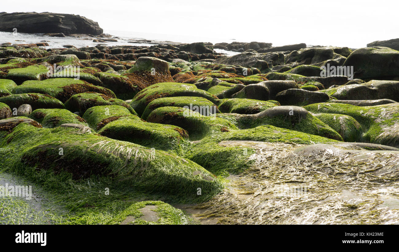 (West Coast Trail, isola di Vancouver, BC, Canada) Foto Stock