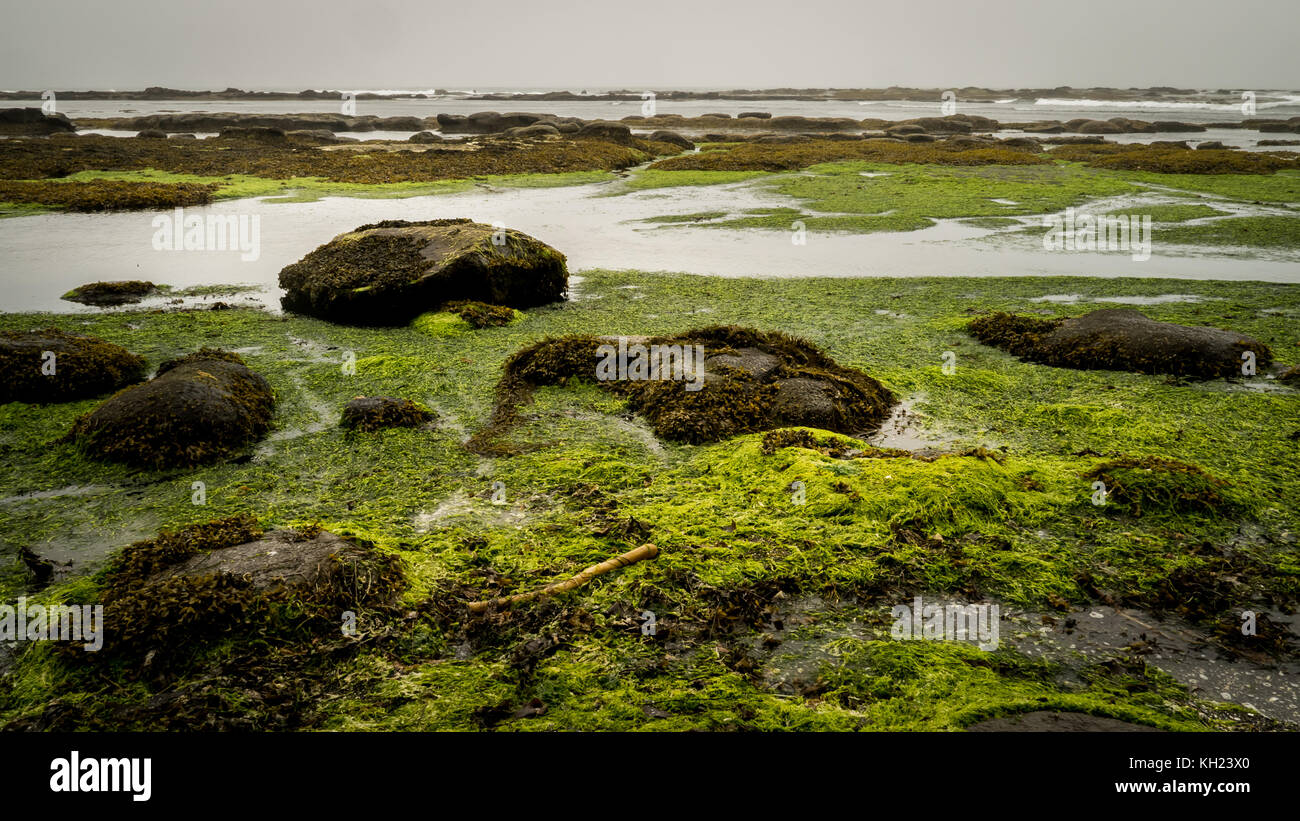 (West Coast Trail, isola di Vancouver, BC, Canada) Foto Stock