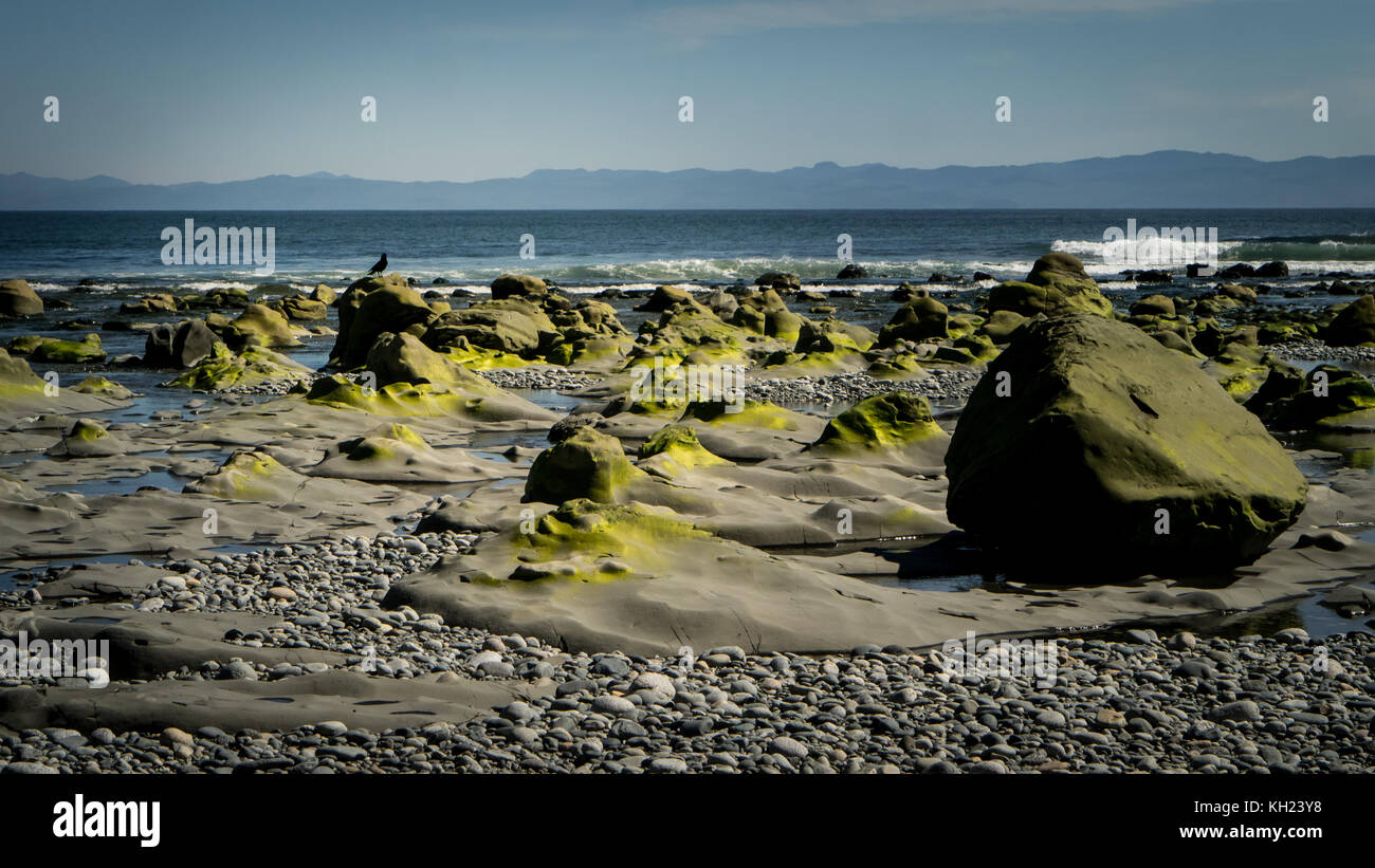 (West Coast Trail, isola di Vancouver, BC, Canada) Foto Stock