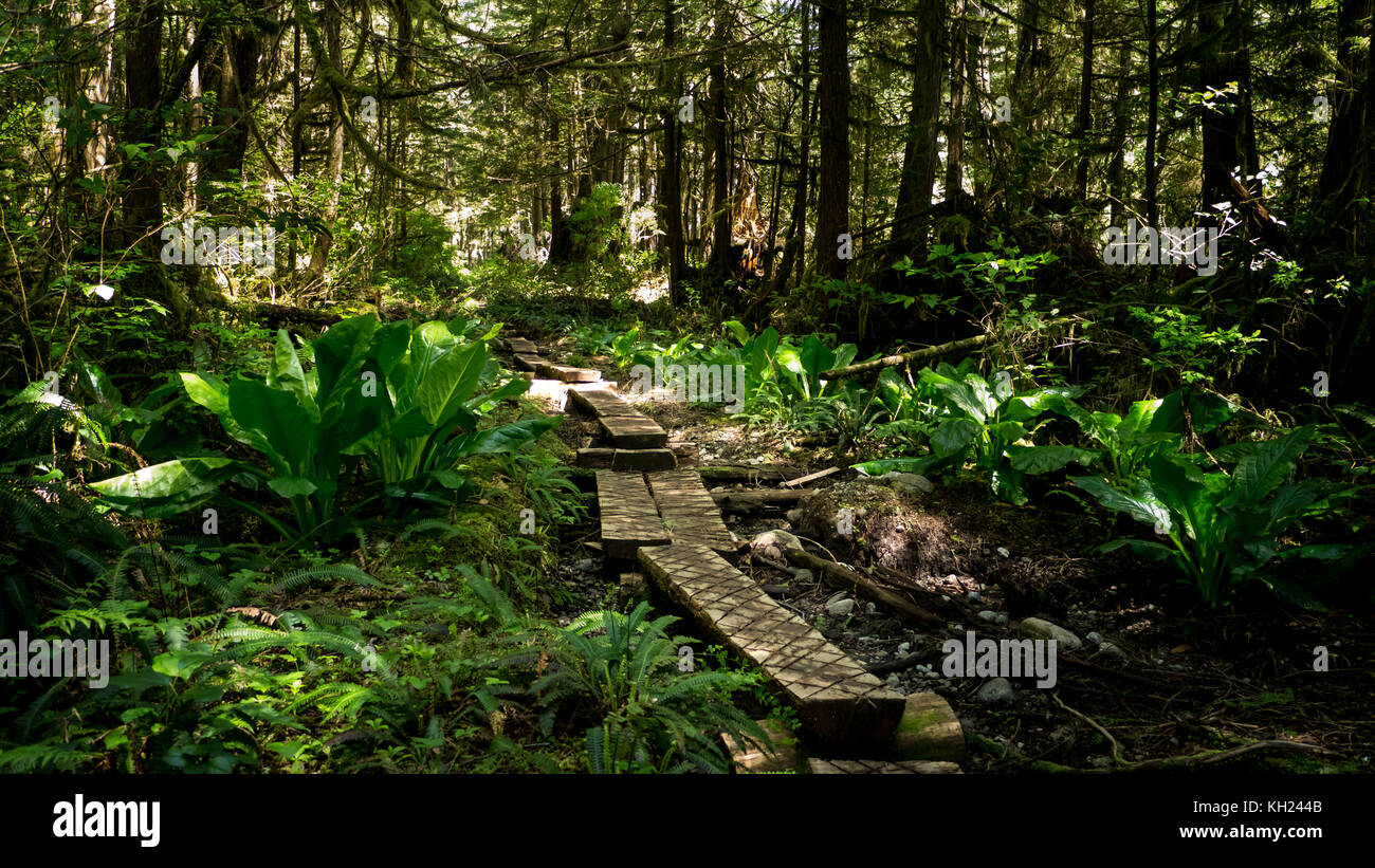 Molte parti del sentiero sono trascorse camminando su assi di legno per evitare il fango (west coast trail, isola di Vancouver, BC, Canada) Foto Stock