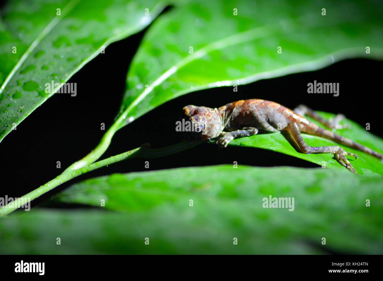 I capretti angolo bornean capo-lizard attende fuori la notte nella foresta pluviale Foto Stock