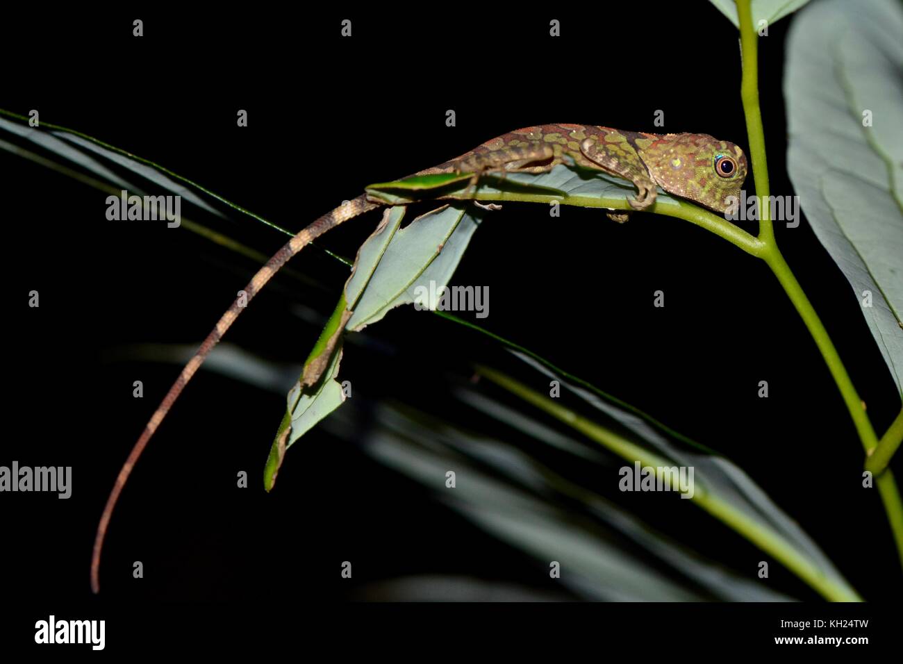 I capretti angolo bornean capo-lizard attende fuori la notte nella foresta pluviale Foto Stock