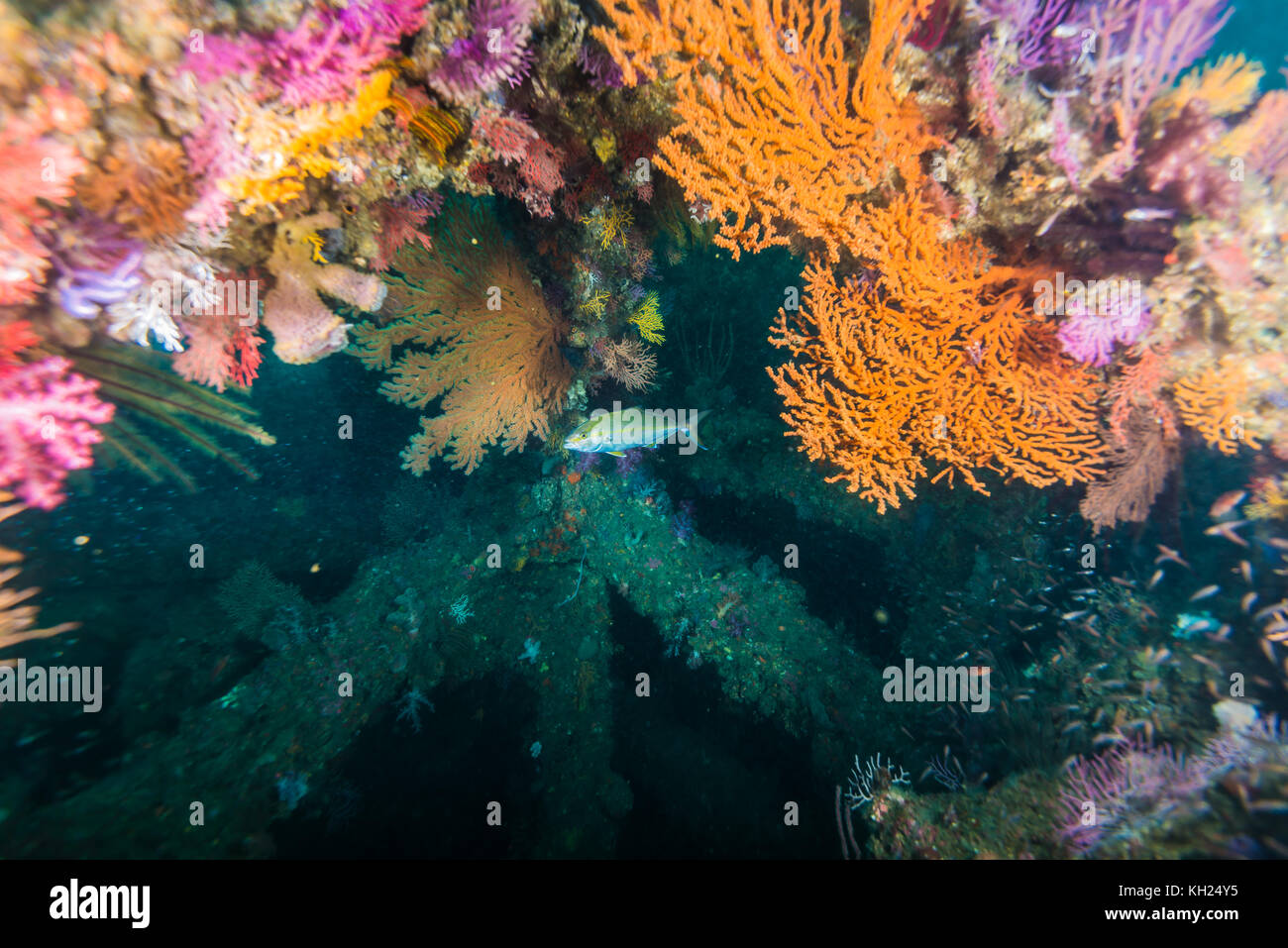 Grande amberjack, Seriola dumerili (Risso, 1810) e morbida barriera corallina. Owase, Mie, Giappone Foto Stock
