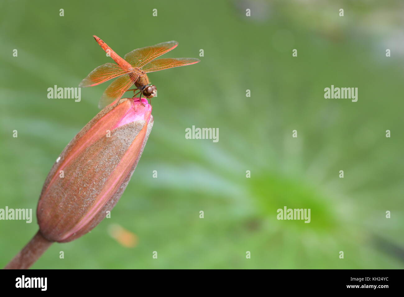 Libellula rosa in fiore di loto Luang Prabang Foto Stock