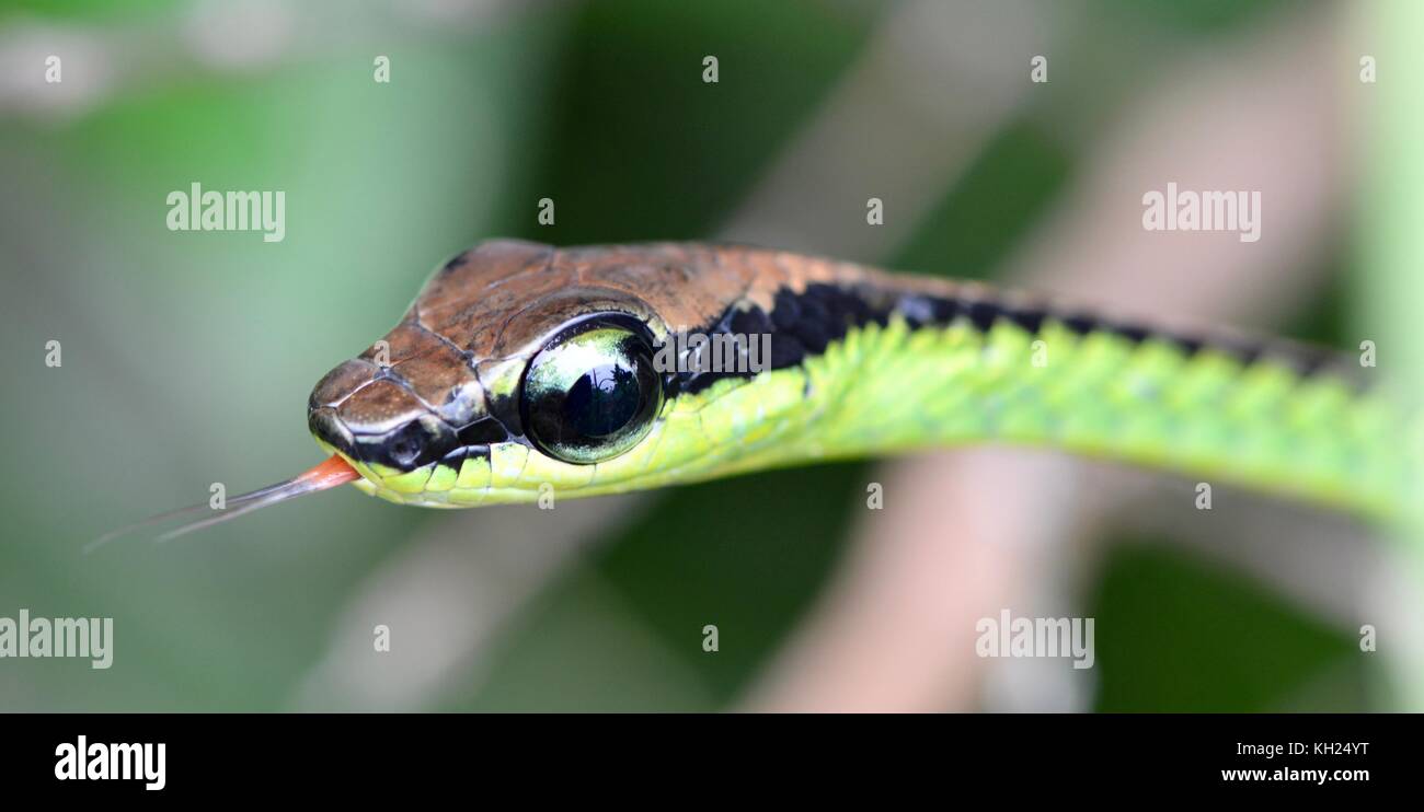 Colpo alla testa di eleganti bronzeback snake Foto Stock
