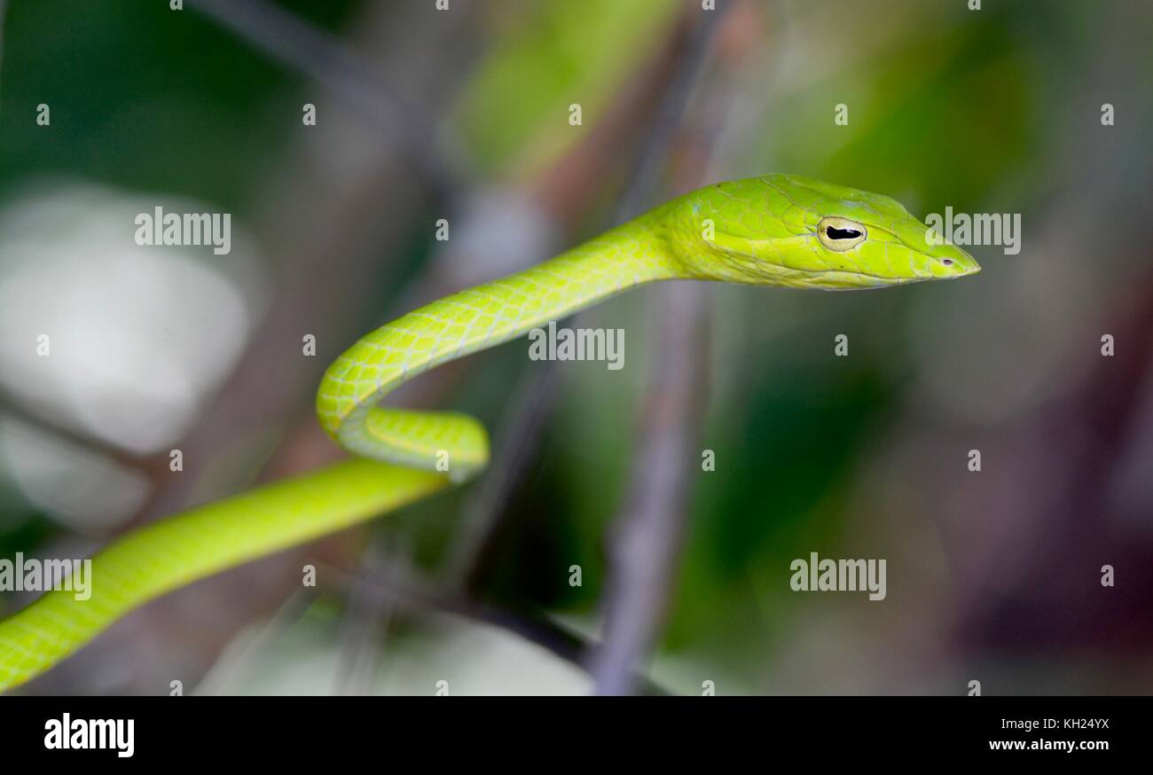 Colpo alla testa di una vite verde serpente preso in scrub vicino a una spiaggia Bornean Foto Stock