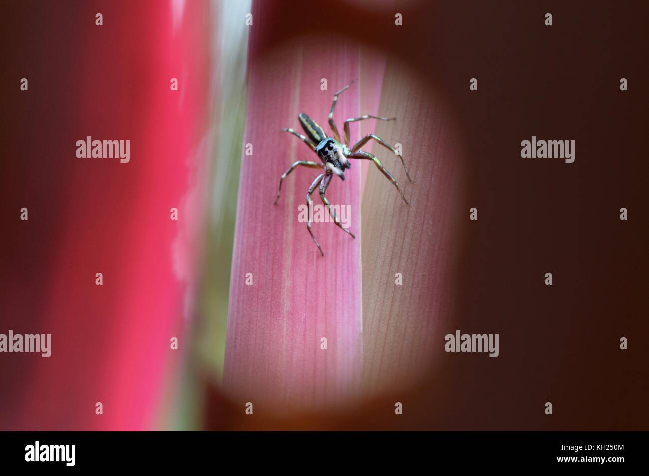 Asian jumping spider cosmophasis umbratica Foto Stock
