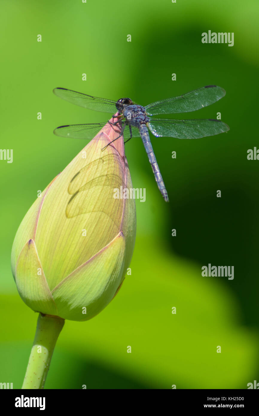 Una libellula atterra su un acqua Lotus Bud in un giardino acquatico Foto Stock
