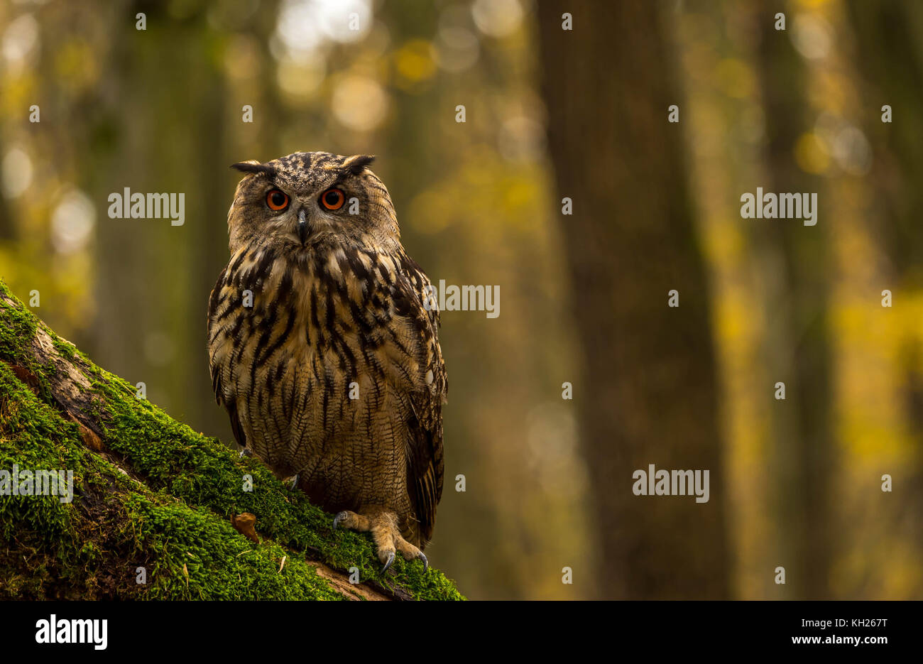 Un captive Gufo Reale sui motivi di un Bosco in autunno. Foto Stock