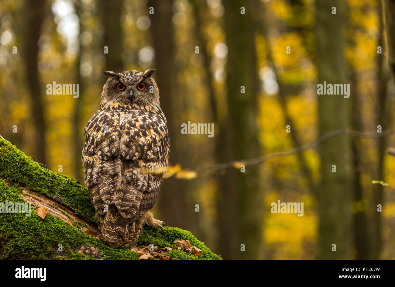 Un captive Gufo Reale sui motivi di un Bosco in autunno. Foto Stock