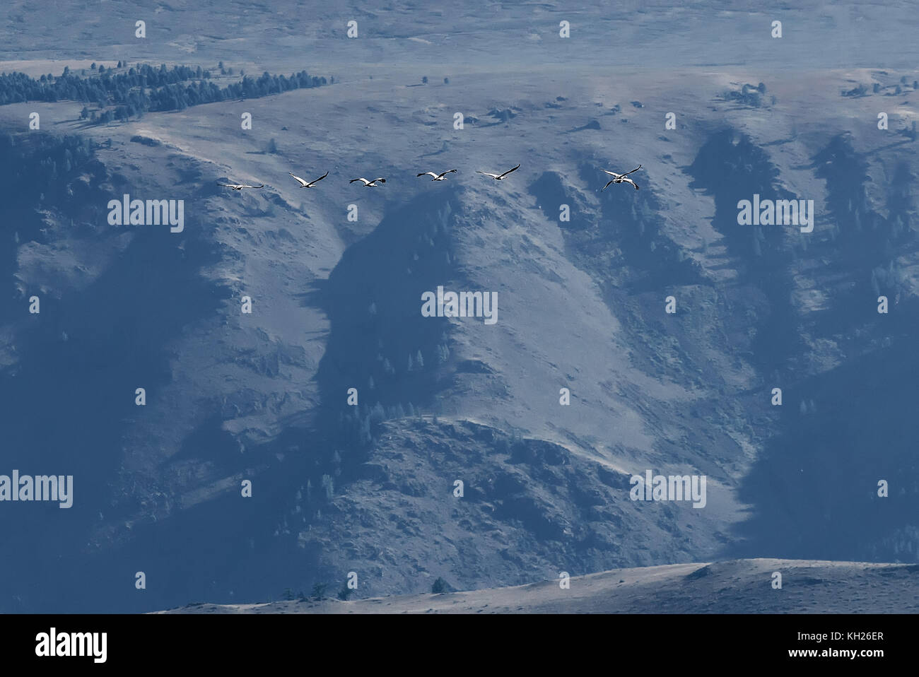 Bella vista con uno stormo di gru grigio battenti sullo sfondo di montagne in una giornata di sole Foto Stock