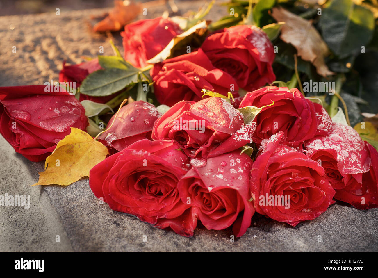 Rose rosse con la brina sulla lastra di pietra. dai toni caldi immagine Foto Stock