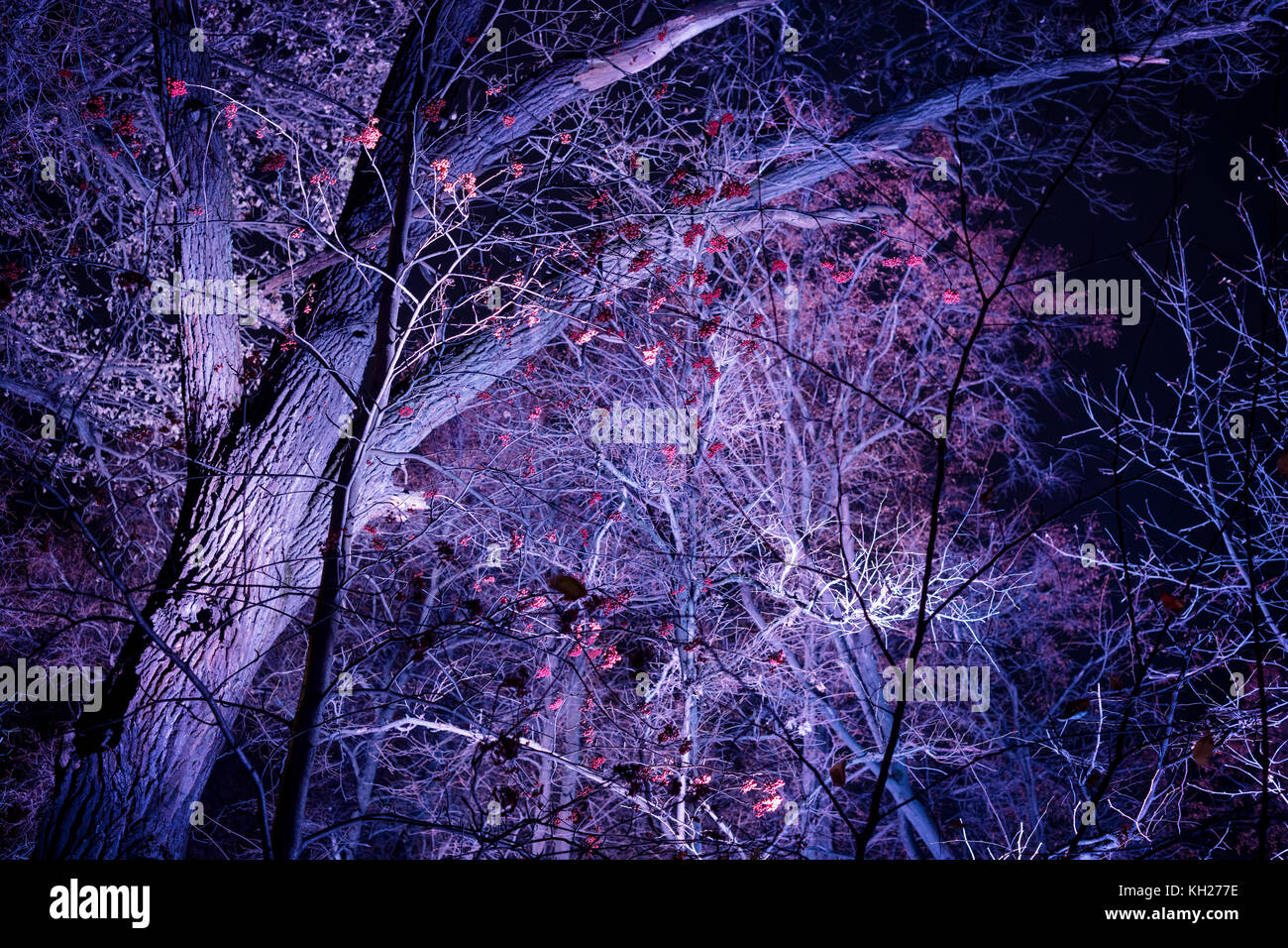 Dark misteriosa foresta illuminata di notte. paesaggio autunnale Foto Stock