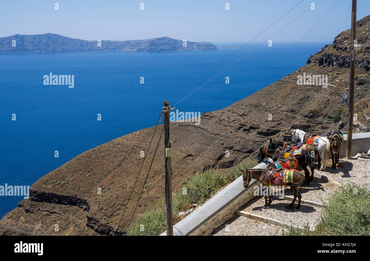 Asini in attesa per i turisti, trasporto fino al Vecchio Porto di Fira, Santorini, Cicladi Grecia, Mare Mediterraneo, Europa Foto Stock