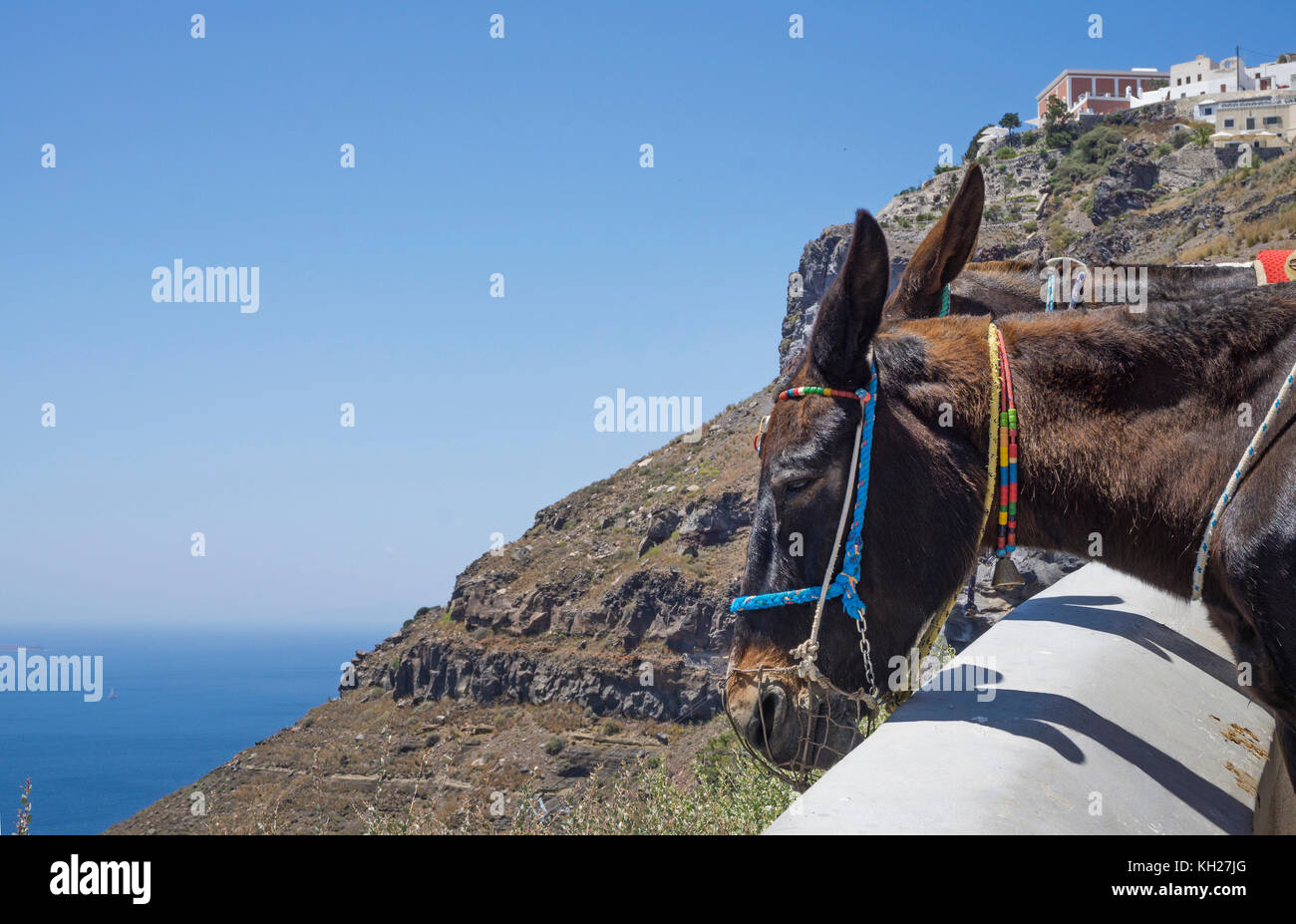 Asino guarda giù sulla Caldera, trasporto turistico fino al Vecchio Porto di Fira, Santorini, Cicladi Grecia, Mare Mediterraneo, Europa Foto Stock