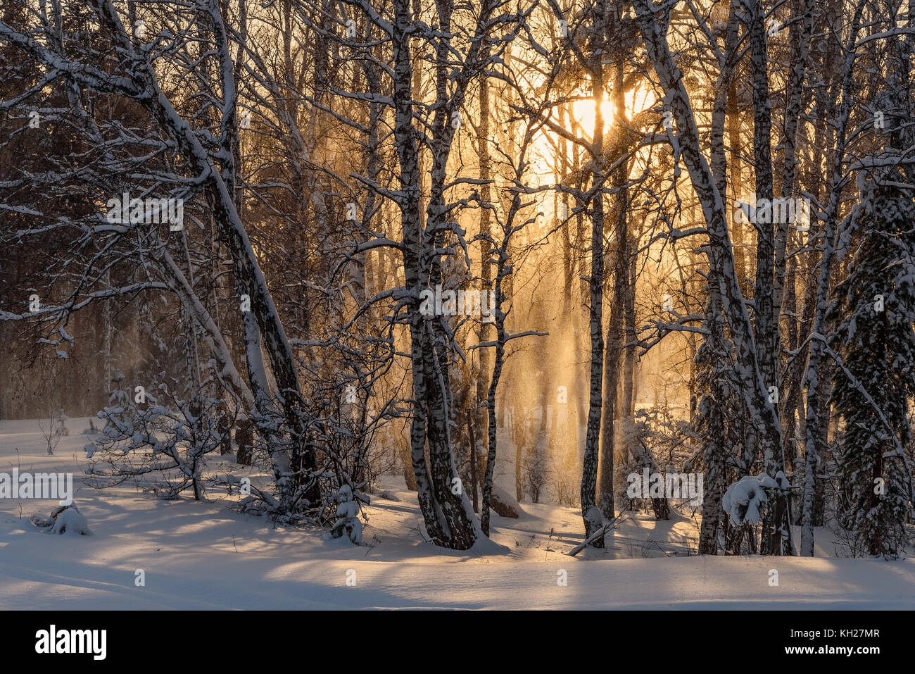 Bella vista invernale con alberi di neve caduta di neve e sole nella foresta al tramonto Foto Stock