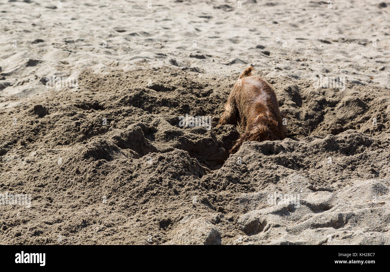 Scavo di cani in spiaggia Foto Stock