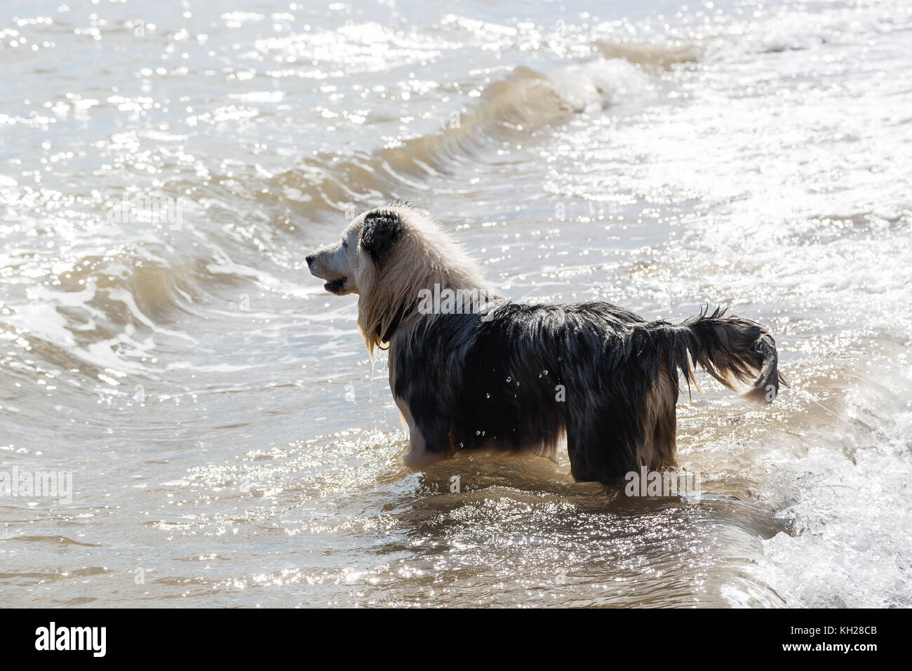 Un cane in acqua Foto Stock