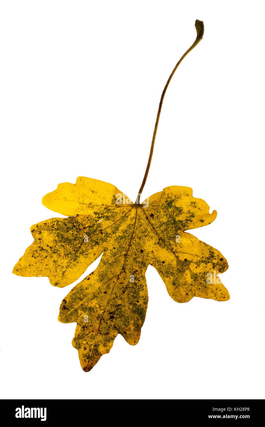 In prossimità di un campo maple leaf che mostra colore di autunno contro uno sfondo bianco Foto Stock
