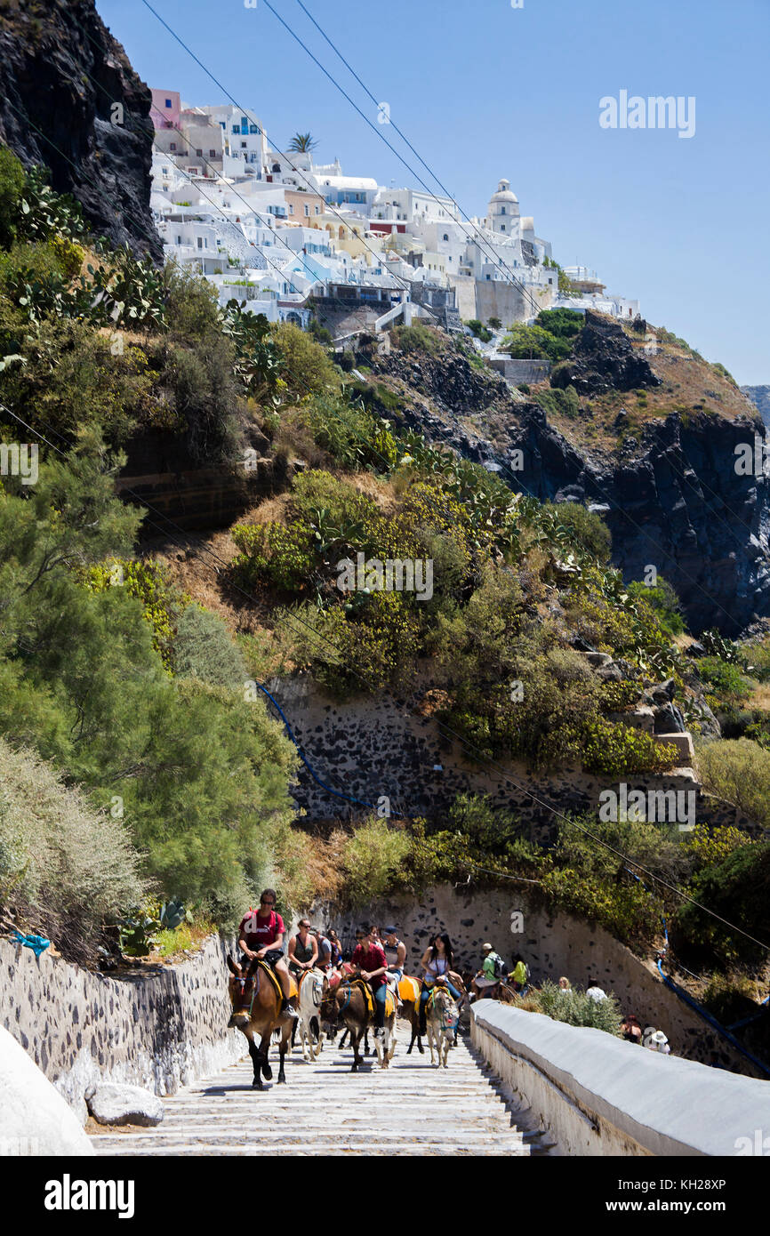 Attrazione turistica corsa con asini 700 passi al piano superiore dal porto di Thira, isola di Santorini, Cicladi, Egeo, Grecia Foto Stock