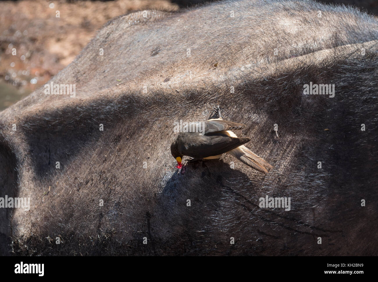 Oxpecker (Bufagus africanus) con blled giallo che prende il sangue da una ferita sulla parte posteriore di un bufalo di Capo (caffer di Syncerus) Foto Stock