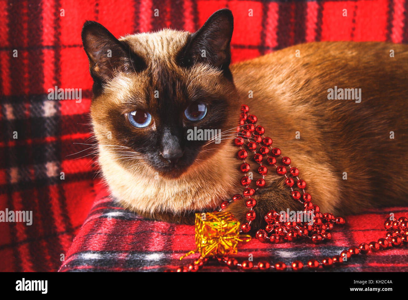 Siamese gatto thai su un plaid rosso con giocattoli di Natale, arredamento, ornamenti. un gatto sta giocando con i giocattoli Foto Stock