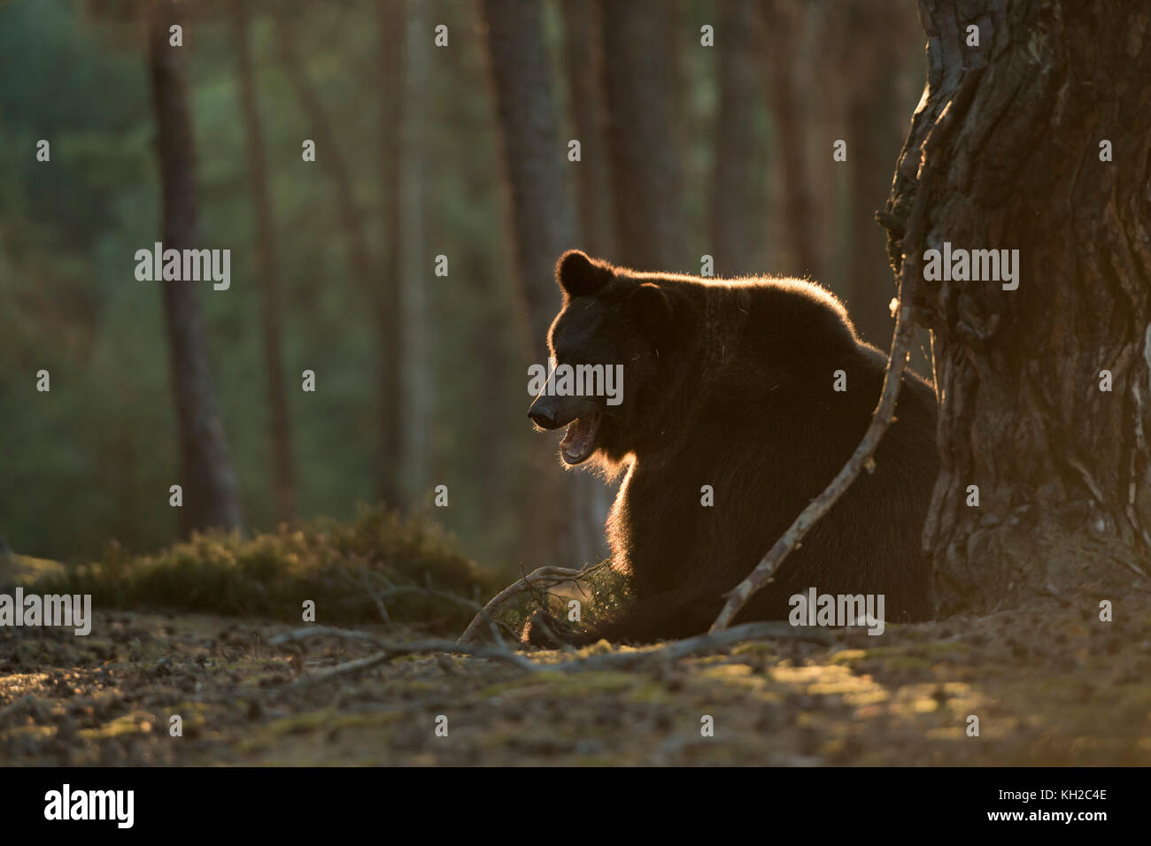 Orso bruno ( Ursus arctos ), seduto sulla sua schiena accanto ad un albero in pineta boreale, ringhiante, denti di palpazione, prima luce del mattino, retroilluminazione, Europa. Foto Stock