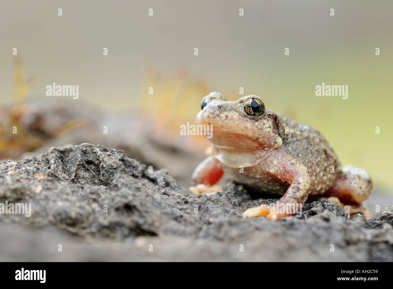 Ostetrica comune Toad / Geburtshelferkroete ( Alytes obstetricans ), seduti sulle rocce di una vecchia cava, frontale vista laterale, shot dettagliati, l'Europa. Foto Stock