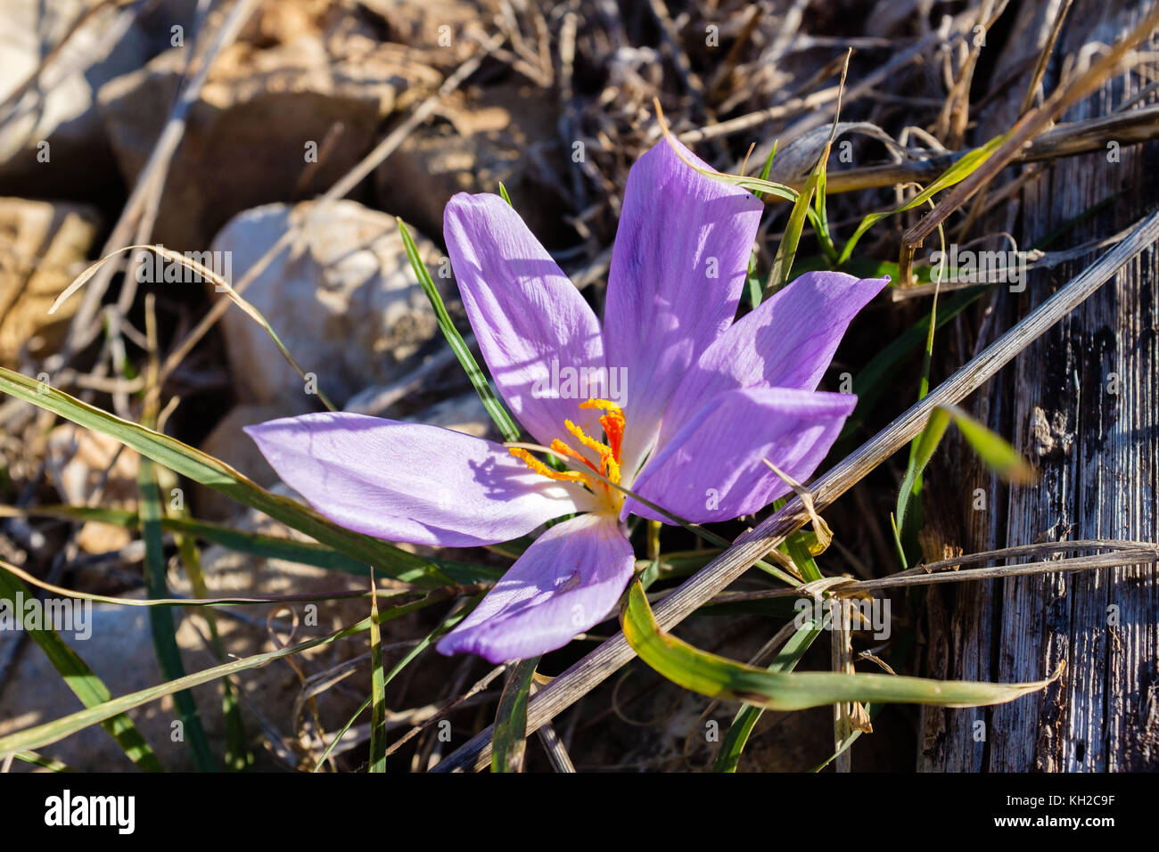 Crocus selvatici fiore. regione Puglia, Italia. Foto Stock