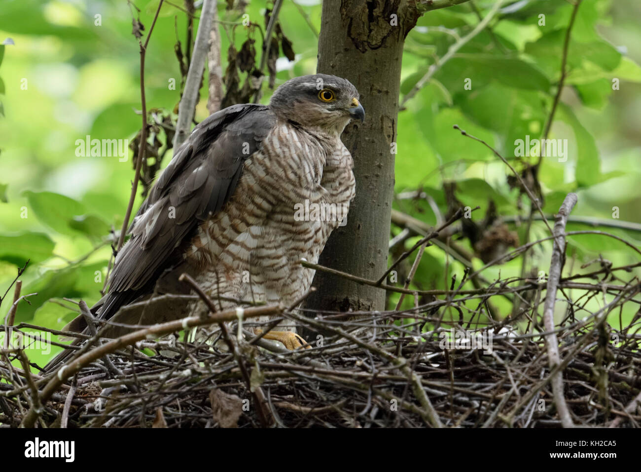 Sparviero ( Accipiter nisus ), femmina adulta appollaiato sul bordo del suo nido, di cura per i suoi pulcini, guardando intorno, attento, la fauna selvatica, l'Europa. Foto Stock